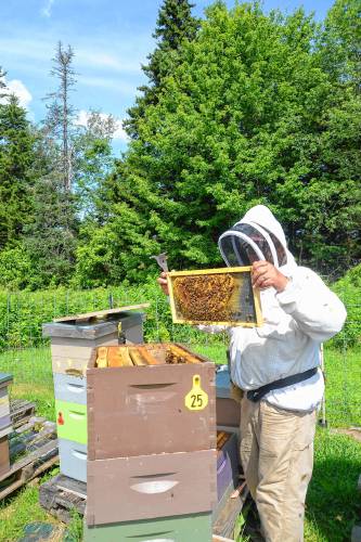 Vermont’s bee industry is struggling with significant losses, according to Jeff Battaglini, president of the Vermont Beekeepers Association. (Michael Pinewski photograph)