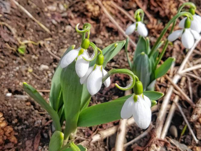 Snowdrops blooming in early spring