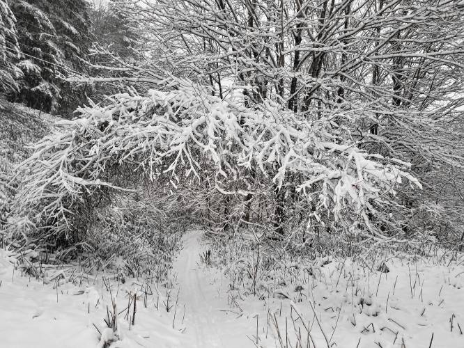 A gray birch bent over by heavy spring snow.