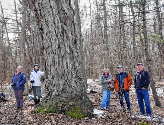 Volunteers with New Hampshire’s Big Trees Program stand with a shagbark hickory. (Courtesy of Kevin Martin)