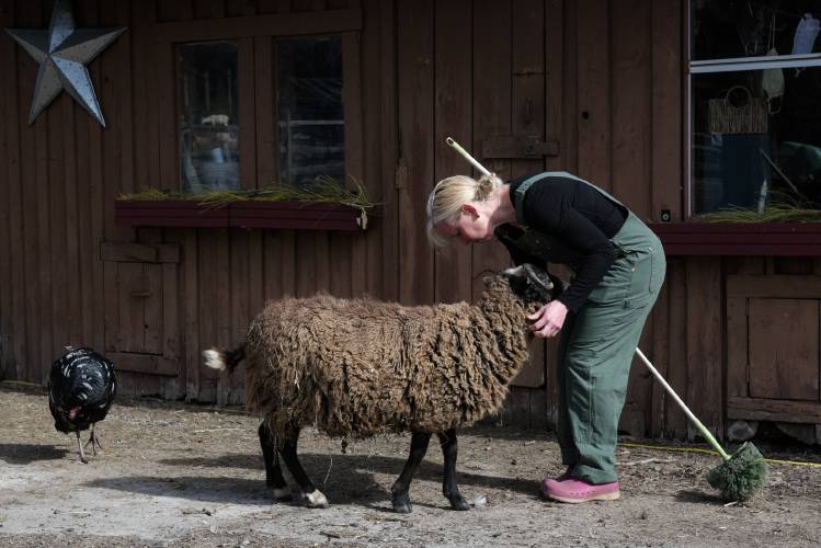 Missy Gilbert, of Tunbridge, pulls burdocks out of the fleece of Rodney, a sheep that greets visitors with a wagging tail at Little Red Barn Farm Sanctuary in Tunbridge, Vt., as Theodora the turkey wanders at left on Tuesday, April 2, 2024. (Valley News - James M. Patterson) Copyright Valley News. May not be reprinted or used online without permission. Send requests to permission@vnews.com.