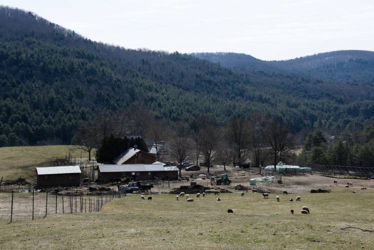 Missy Gilbert said her Little Red Barn Farm Sanctuary is currently “maxed out” with the number of animals she can take which include 70 sheep, 16 goats, four cows, three turkeys, and a number of uncounted chickens and ducks, on her 20 acres in Tunbridge, Vt., on Tuesday, April 2, 2024. (Valley News - James M. Patterson) Copyright Valley News. May not be reprinted or used online without permission. Send requests to permission@vnews.com.