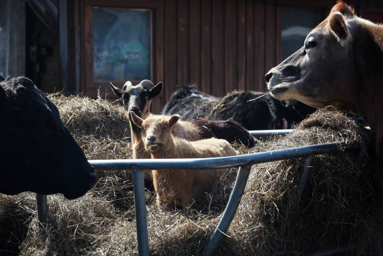 Goats lounge on top of a round bale as cows eat the hay at Little Red Barn Farm Sanctuary in Tunbridge, Vt., on Tuesday, April 2, 2024. Owner Missy Gilbert said she feeds out about 200 round bales a year. (Valley News - James M. Patterson) Copyright Valley News. May not be reprinted or used online without permission. Send requests to permission@vnews.com.