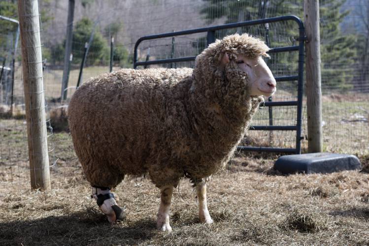 Terrence, a sheep that came from North Dakota having lost its back hooves to frost bite, is able to walk with prosthetics at Little Red Barn Animal Sanctuary in Tunbridge, Vt., on Tuesday, April 2, 2024. (Valley News - James M. Patterson) Copyright Valley News. May not be reprinted or used online without permission. Send requests to permission@vnews.com.