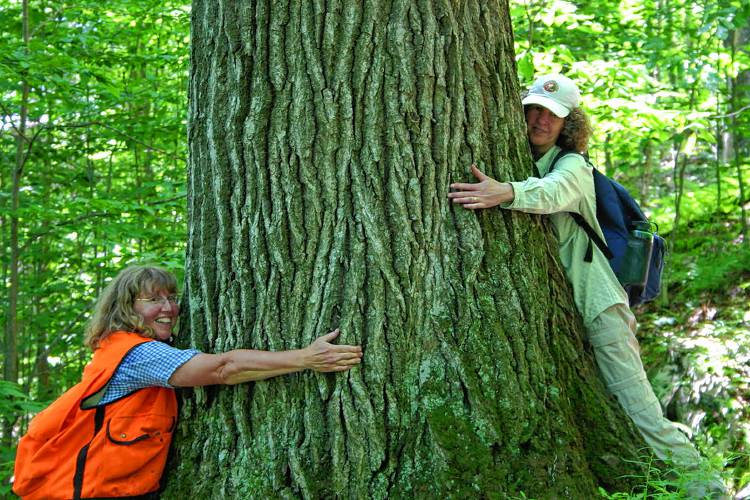 Linda Wilson and fellow Hartford Conservation Commission member Karen Douville hug a massive oak tree in Hartford, Vt., in 2005. (Family photograph)