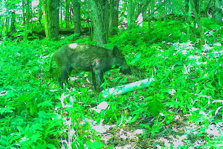A male feral swine is captured by a game camera in Vermont's White River Valley this summer and was later shot. It is suspected to have escaped from Corbin Park, a private game preserve in New Hampshire's Sullivan County. (USDA photograph)