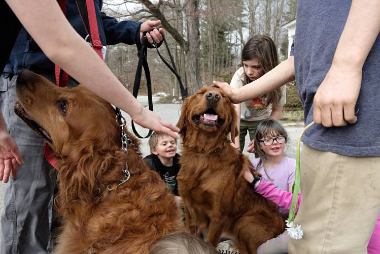 Micah Studios students, from left, Hunter Pitts, 6, Miriam Breisch, 10, and Izzy Pitts, 8, pet golden retrievers Dudley, left, and Clifford, right, in Newport, N.H., on Monday, April 15, 2024. Steve Tybus, of Croydon, chanced to pass by the group during their outdoor free-time and stopped by to give them some time with his two trained therapy dogs. (Valley News - James M. Patterson) Copyright Valley News. May not be reprinted or used online without permission. Send requests to permission@vnews.com.