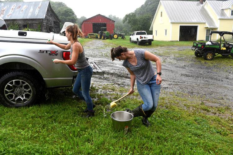 After vaccinating a number of calves, large animal veterinarian Taylor Hull disinfects her boot while veterinarian technician Sophie Roe prepares to leave the farm during a downpour in Williamstown, Vt., on Thursday, July 27, 2023. (Valley News - Jennifer Hauck) Copyright Valley News. May not be reprinted or used online without permission. Send requests to permission@vnews.com.