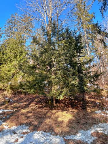 A young hemlock tree growis outside the visitor center at Marsh-Billings-Rockefeller National Historical Park in Woostock, Vt. (Courtesy photograph)