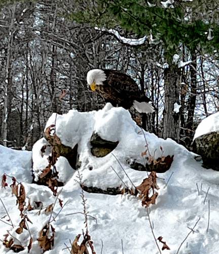 A Bald Eagle catches its prey on the side of Mountain Road in Concord on Tuesday morning, January 9, 2024.