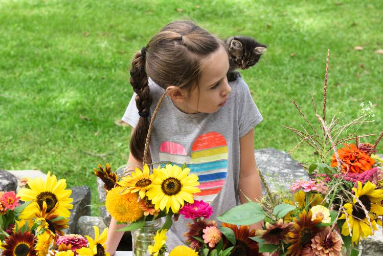 With one of her cat’s six-week-old kittens on her shoulder, Julia Morrill, 10, of Enfield, watches for passing traffic while selling flower arrangements made by her mother, Jennifer, from flowers grown in their garden in Enfield, N.H., on Tuesday, Sept. 12, 2023. In a few weeks the kitten will be ready to go to a new home. Julia was joined by her four siblings Luke, 7, Jordan, 8, Lydia, 11, and Joshua 14. It was their first time selling flowers and Jennifer Morrill said they would put any profit back into their garden and toward the chickens, rabbits, and kittens that they raise. (Valley News - James M. Patterson) Copyright Valley News. May not be reprinted or used online without permission. Send requests to permission@vnews.com.