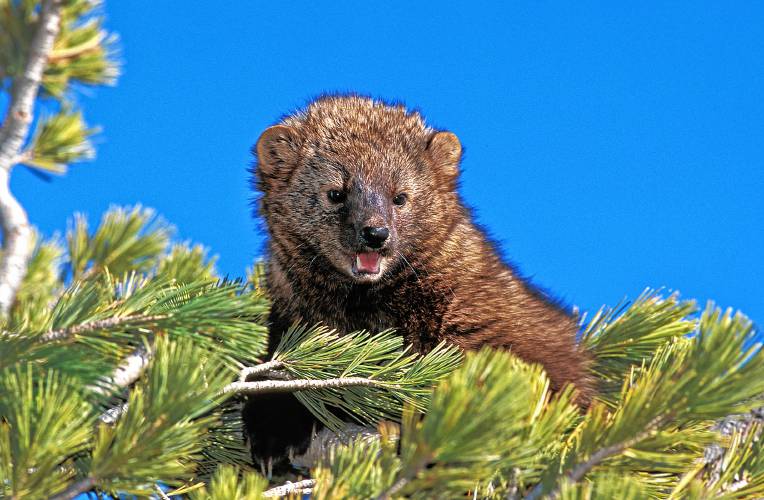 In New Hampshire today, fishers can be both hunted and trapped. (Gerard Lacz photograph)