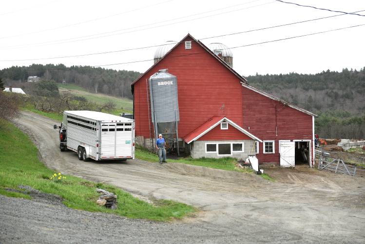 The last trailer of cows leaves the Jericho Hill Farm on Wednesday, April 24, 2024, in Hartford, Vt. The farm was the last working dairy farm in town. George Miller standing in the dooryard has been milking cows since he was 17.  (Valley News - Jennifer Hauck) Copyright Valley News. May not be reprinted or used online without permission. Send requests to permission@vnews.com.