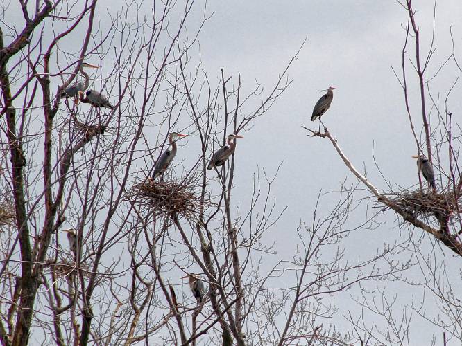 Great Blue Herons in the Missisquoi National Wildlife Refuge in 2014, “when the rookery was still active,” Sturm said. (Missisquoi National Wildlife Refuge - Ken Sturm)
