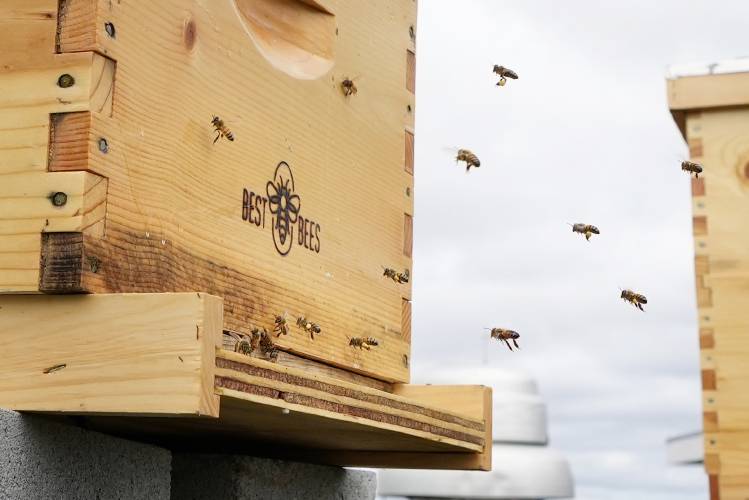 Bees return to one of two hives on the roof of the Warren Rudman U.S. Court House, Friday, May 5, 2023, in Concord, N.H. (AP Photo/Robert F. Bukaty)
