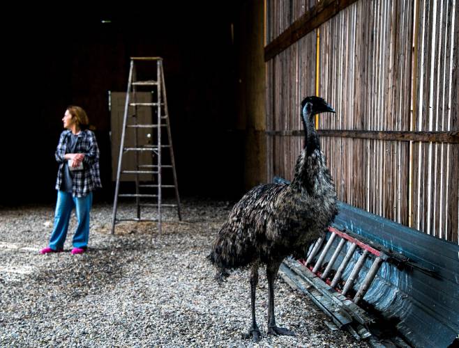 The missing Bow emu has been found and Maria Colby has it in her 100 X 25 foot bird barn in Henniker.

(GEOFF FORESTER / Monitor staff)
The now-famous emu, who evaded capture for a week in Bow, is resting in Maria Colby’s barn in Henniker.(GEOFF FORESTER / Monitor staff)  