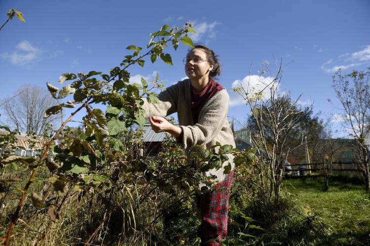 During her lunch break while working at home, Bridget Dowret, of East Bethel, Vt., picks late-season raspberries on Tuesday, Oct. 31, 2023. Dowret said they did not get any berries over the summer, but since September they have been picking a lot and freezing most of them. After a frost the night before, she said most would go to her two dogs because the berries were a little soft. (Valley News - Jennifer Hauck) Copyright Valley News. May not be reprinted or used online without permission. Send requests to permission@vnews.com.