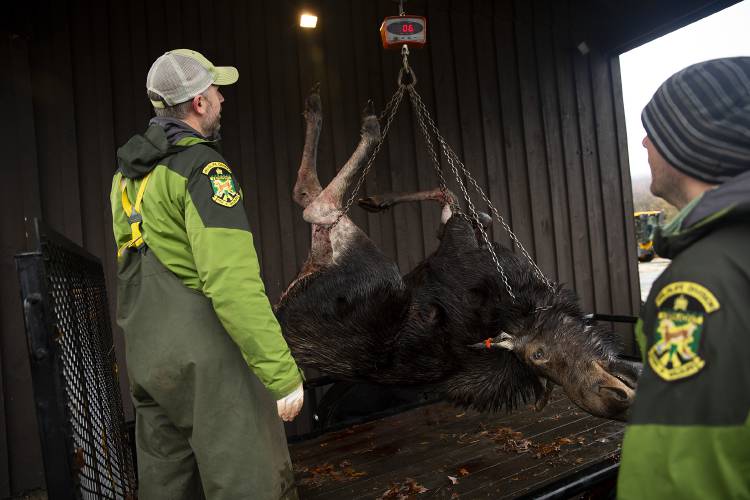 Vermont Fish and Wildlife Department deer and moose project leader Nick Fortin, left, and fish and wildlife specialist Tony Smith weigh a 506-pound cow moose at a biological check station at the Island Pond State Highway Garage in Island Pond, Vt., on Monday, Oct. 23, 2023. Biologists track the number of corpora lutea present in the ovaries of cow moose in order to estimate birth rates, which have declined substantially as winter ticks have caused a deterioration in cow moose health. “I would argue it’s the most important thing we’re tracking,” Fortin said. (Valley News / Report For America - Alex Driehaus) Copyright Valley News. May not be reprinted or used online without permission. Send requests to permission@vnews.com.