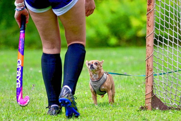 Willow, a Chihuahua-Pug mix who belongs to Stevens High assistant field hockey coach Elyse Scott, interacts with a Cardinals player during a practice on Aug. 16, 2023, in Claremont, N.H. (Valley News - Tris Wykes) Copyright Valley News. May not be reprinted or used online without permission. Send requests to permission@vnews.com.