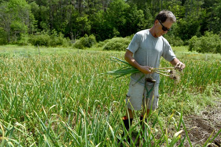Dave Phillips harvests garlic at Sunnybrook Farm, his home in Sharon, Vt.,  on Wednesday, July 19, 2023. Phillips raises about 2,000 plants to sell locally. When one-third to one-half of the leaves on the plant are brown, the garlic is ready to be picked. He was picking slightly early this year. (Valley News - Jennifer Hauck) Copyright Valley News. May not be reprinted or used online without permission. Send requests to permission@vnews.com.