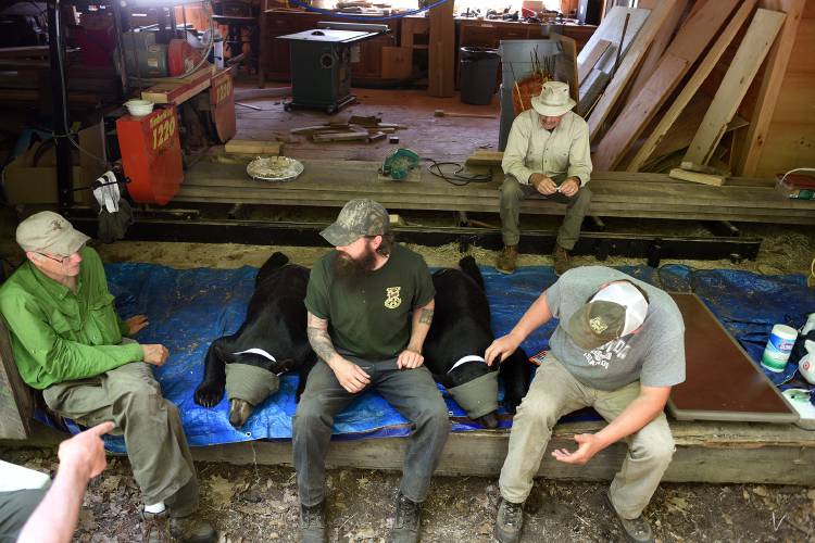 Forrest Hammond, a retired wildlife biologist, left, Josh Blouin and Ryan Smith, both fish and wildlife specialists with the Vermont Fish & Wildlife Department, wait at the Kilham Bear Center in Lyme, N.H. on Thursday, June 1, 2023, for tranquilized bears to wake up enough to be transported to what will become their new home. Behind them is Walt Cottrell, a wildlife veterinarian who monitors the bears while they are tranquilized. (Valley News - Jennifer Hauck) Copyright Valley News. May not be reprinted or used online without permission. Send requests to permission@vnews.com.