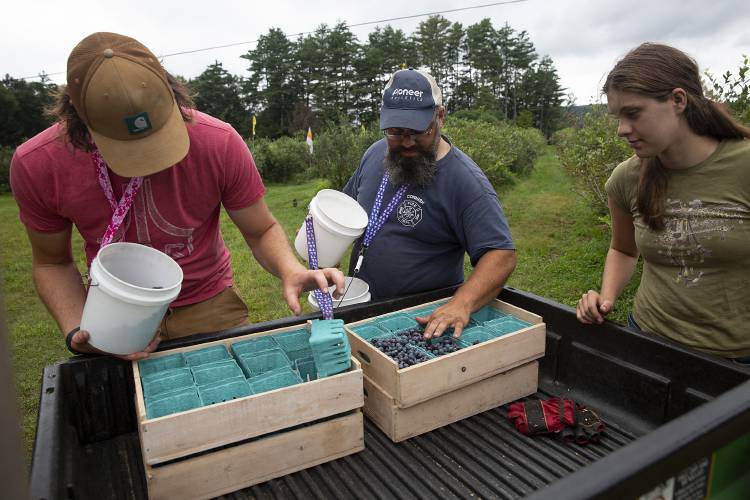 Farm Manager Chris Monette, center, works with summer farmworkers Sam Ellingson, left, and Heidi Ahlgren to pick and pack blueberries to be sold at the Norwich Farmers Market at Riverview Farm in Plainfield, N.H., on Wednesday, August 16, 2023. The farm is open to the public for pick-your-own blueberries Wednesday through Sunday. (Valley News / Report For America - Alex Driehaus) Copyright Valley News. May not be reprinted or used online without permission. Send requests to permission@vnews.com.