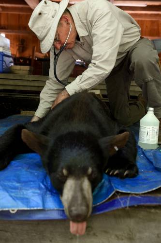 Walt Cottrell, a wildlife veterinarian, checks vitals on a black bear yearling that was being released back into the wild on Thursday, June 1, 2023. The bear spent the winter at the Kilham Bear Center in Lyme, N.H. (Valley News - Jennifer Hauck) Copyright Valley News. May not be reprinted or used online without permission. Send requests to permission@vnews.com.