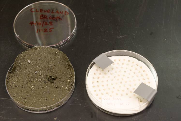 A sample of silt suspended in Cleveland Brook collected during flooding on Monday, July 10, sits next to a sample from the Williams River collected in July 2015 in the lab of Jordan Fields at Dartmouth College in Hanover, N.H., on Wednesday, July 12, 2023. 