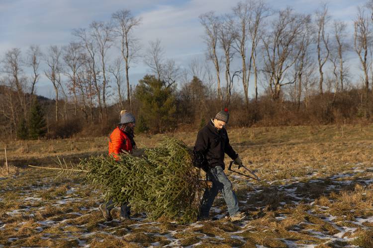 Andrea, left, and Paul Calandrella, both of Lebanon, N.H., carry their Christmas tree back to the car after cutting it down at Lee’s Trees in Plainfield, N.H., on Friday, Dec. 8, 2023. This is the first year the Calandrellas have chosen a tree without their three children, two of whom are in college, but they agreed to wait to decorate it until everyone is back home. “They get a little nostalgic when they’ve been away at school,” Paul Calandrella said, “and we’re happy to accommodate that obviously.” (Valley News / Report For America - Alex Driehaus) Copyright Valley News. May not be reprinted or used online without permission. Send requests to permission@vnews.com.
