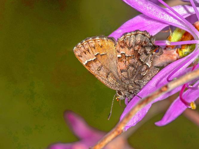 About the size of a penny, a bog elfin, its wings folded over its body, sips nectar among the petals of a rhodora flower. (Bryan Pfeiffer photograph)