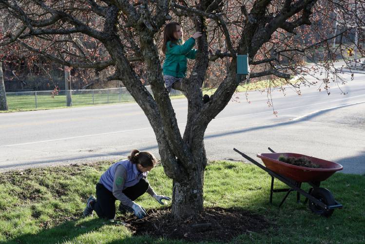 Emily Marshall, 6, climbs a crab apple tree in her Lebanon, N.H., yard as her mother Aimee Marshall weeds in preparation to mulch around the base on Monday, April 22, 2024. (Valley News - James M. Patterson) Copyright Valley News. May not be reprinted or used online without permission. Send requests to permission@vnews.com.