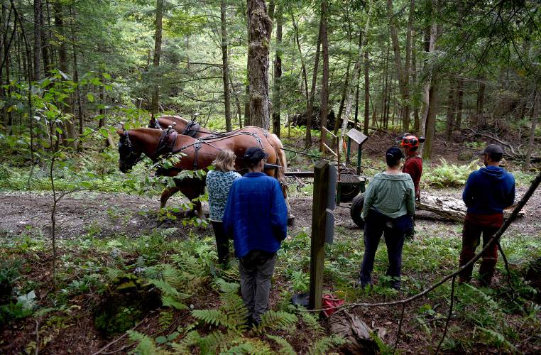 Christine Turcotte-White of Agawam, Ma., left, Tim Nestler, of Waldwick, N.J., his sister Sharon Wight, of Lebanon, N.H watch a horse logging demonstration during the forest festival at the Marsh-Billings-Rockefeller National Historical Park in Woodstock, Vt., on Saturday, Sept., 16, 2023. On the right John Plowden and Derek O'Toole of Third Branch Horse Logging work with their Belgian horses Ned and Leaf pull a log out of the woods. (Valley News - Jennifer Hauck) Copyright Valley News. May not be reprinted or used online without permission. Send requests to permission@vnews.com.