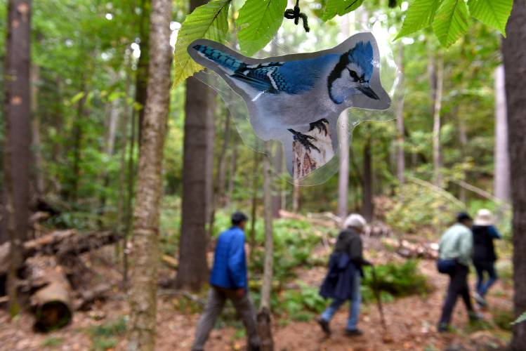 A photo of a bluejay adorns the trails while visitors to the Marsh-Billings-Rockefeller National Historical Park walk along the North Peak Trail for a hike called Forest Past, Present, and Future: Interpreting History Through Trees on Saturday, Sept., 16, 2023 in Woodstock, Vt. The park hosted a forest festival which included hikes, music, horse-drawn wagon rides and other wood related demonstrations. (Valley News - Jennifer Hauck) Copyright Valley News. May not be reprinted or used online without permission. Send requests to permission@vnews.com.