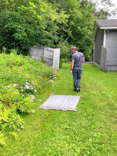 Vermont Center for Ecostudies' ecologist Jason Hill samples for ticks along a lawn edge by slowly dragging a flannel cloth. (Vermont Center for Ecostudies — Hannah Obenaus)