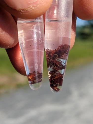  American dog ticks that have been collected from lawn edges and stored in ethanol for later testing and identification.