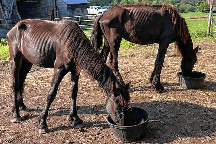 Two horses rescued from Friesians of Majesty. (Courtesy Dorset Equine Society)