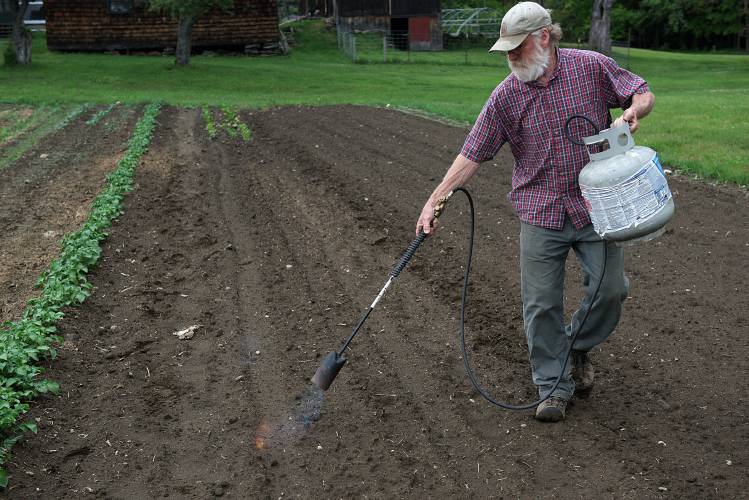 Expecting his row of carrots to sprout in a couple of days, Kevin Taft burns the weeds emerging from the soil in on of his market garden plots in Woodstock, Vt., on Tuesday, June 13, 2023. With the weeds out of the way, his carrots can grow without competition. Taft’s garden had a “slow start this year,” he said. “The freeze kind of caught everybody.” (Valley News - James M. Patterson) Copyright Valley News. May not be reprinted or used online without permission. Send requests to permission@vnews.com.