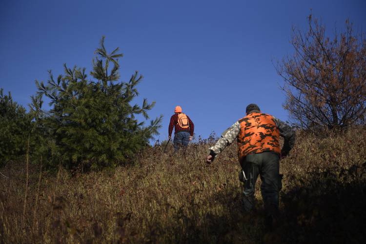 With his Bloodhound Daisy on a long leash, Riley Harness, of Newbury, Vt., and hunter Ron Pierce, of Corinth, Vt., walk through brambles on a track for the deer that Pierce shot the day before on Thursday, Nov. 16, 2023, in Corinth.  (Valley News - Jennifer Hauck) Copyright Valley News. May not be reprinted or used online without permission. Send requests to permission@vnews.com.