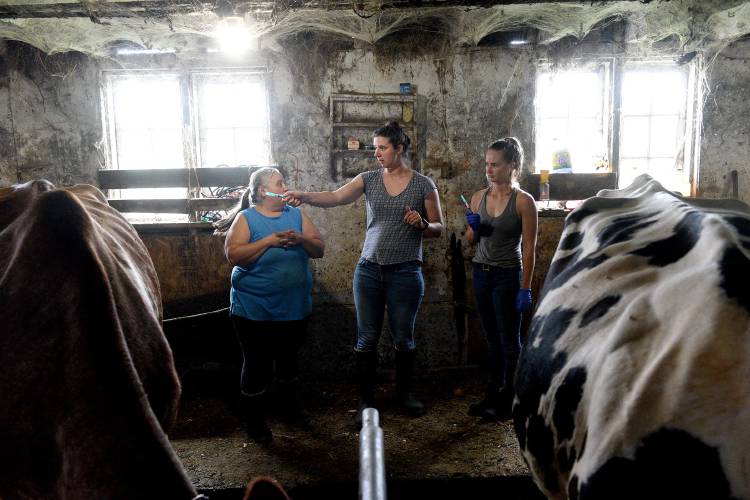 Large animal veterinarian Taylor Hull, center, looks over the animals she would be vaccinating for Alicia Whitehead, of Williamstown, Vt., left, with veterinarian technician Sophie Roe on Thursday, July 27, 2023, in Williamstown. Hull, of the Randolph Regional Veterinary Hospital, grew up in Royalton, Vt., and became a veterinarian two years ago. Hull gave the animals vaccines for shipping fever and rabies to prepare for the Champlain and Tunbridge fairs. Whitehead rents the barn where her animals live. (Valley News - Jennifer Hauck) Copyright Valley News. May not be reprinted or used online without permission. Send requests to permission@vnews.com.