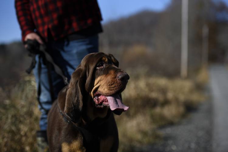Riley Harness, of Newbury, Vt., uses his dog Daisy to track big game that have been shot but not yet found by the hunter. Harness is permitted by the Vermont Fish and Wildlife Department. Harness and Daisy were on a track on Thursday, Nov. 16, 2023 in Corinth, Vt. (Valley News - Jennifer Hauck) Copyright Valley News. May not be reprinted or used online without permission. Send requests to permission@vnews.com.