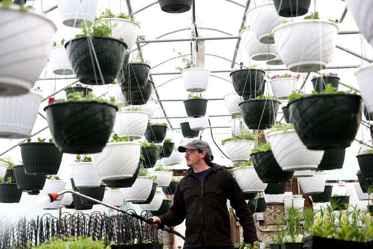 Before going to lunch, Chris Clemson, owner of Frost Gardens in Ely, Vt., waters hanging plants in one of their greenhouses on Friday, March, 29, 2024. The business will be opening on May 1st. (Valley News - Jennifer Hauck) Copyright Valley News. May not be reprinted or used online without permission. Send requests to permission@vnews.com.