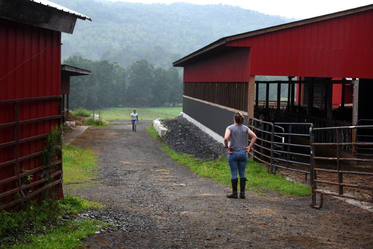 Anna Poulin, left, of Randolph, Vt. greets veterinarian Taylor Hull at the family farm, Poulin and Daughters Family Farm, in Randolph on Thursday July, 27, 2023. Hull was at the farm to vaccinate animals for the fair and assess a calf with rear leg problems. The farm raises Hereford-Angus cross beef cattle and makes maple syrup. (Valley News - Jennifer Hauck) Copyright Valley News. May not be reprinted or used online without permission. Send requests to permission@vnews.com.