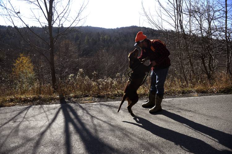Licensed dog tracker Riley Harness, of Newbury, Vt., and his dog Daisy search for a deer that had been shot in Corinth, Vt., on Thursday, Nov. 16, 2023. After walking for over an hour and a half and walking close to two miles through brush, brambles, and swamp, Daisy did not find the deer. Harness had to cut the track short. When the hunter returned to the spot Daisy had led Harness to he found the deer and dispatched the animal.  (Valley News - Jennifer Hauck) Copyright Valley News. May not be reprinted or used online without permission. Send requests to permission@vnews.com.