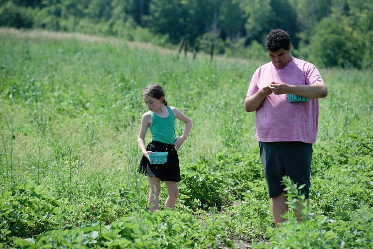 Melia Willis, 9, of Springfield, left, looks for a next strawberry plant to pick from as her cousin Kyle Wright, 17, of Smyrna, Tennessee, right, checks over a berry at Wellwood Orchard in Springfield, Vt., on Wednesday, July 5, 2023. While there was nothing to be done to save their apples from the mid-May frost, the orchard protected the strawberries by using overhead irrigation to encase the plants in ice. (Valley News - James M. Patterson) Copyright Valley News. May not be reprinted or used online without permission. Send requests to permission@vnews.com.