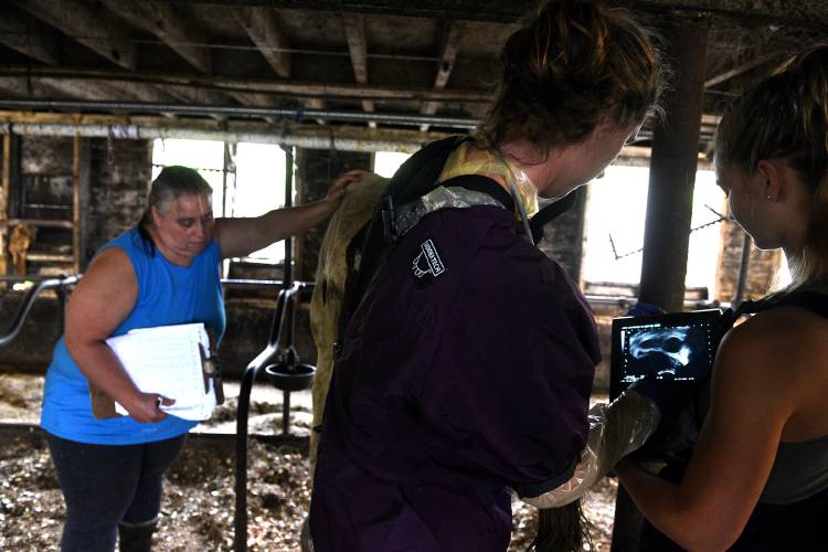 Large animal veterinarian Taylor Hull and veterinarian technician Sophie Roe conduct pregnancy tests at The Charlie Carrier Farm on Thursday, July 27, 2023 in Williamstown, Vt. Herdswoman Alicia Whitehead, of Williamstown, Vt. keeps track of the results. (Valley News - Jennifer Hauck) Copyright Valley News. May not be reprinted or used online without permission. Send requests to permission@vnews.com.