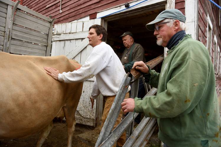 Alex Miller, of Westerly, R.I., puts a little pressure on one of the Jersey milking cows being loaded onto a trailer at Jericho Hill Farm in Hartford, Vt., on Wednesday, April 24, 2024. Miller grew up on the farm and he came back to help his parents George and Linda, who had sold the herd. George’s brother, Chet Miller, of Norwich, Vt., right, helps with the loading. Gordy Cook of Hadley, Mass., helped facilitate the sale of the herd. (Valley News - Jennifer Hauck) Copyright Valley News. May not be reprinted or used online without permission. Send requests to permission@vnews.com.
