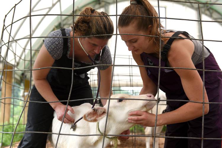 At The Charlie Carrier Farm in Williamstown, Vt. large animal veterinarian Taylor Hull and veterinarian technician Sophie Roe check on a sick calf on Thursday, July 27, 2023. (Valley News - Jennifer Hauck) Copyright Valley News. May not be reprinted or used online without permission. Send requests to permission@vnews.com.