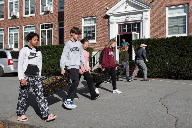 Charlestown Middle School classmates, from left, Azyi Crews, 12, Corey Lewis, 14, Alyssa Frederic, 12, Chelsea Bashaw, 12, Olliver Shand, 12, obscured, and Danielle Lambert, 12, carry crates of yellowbud hickory nuts they harvested from a tree near their school to the car of Dawn Dextraze, Education and Outreach Specialist with the Sullivan County Conservation District, right, in Charlestown, N.H., on Thursday, Nov. 2, 2023. Teacher Shawn Stevens, background, collected the nuts on tarps spread under the tree totaling 86 gallons over a month of visits to the tree. (Valley News - James M. Patterson) Copyright Valley News. May not be reprinted or used online without permission. Send requests to permission@vnews.com.