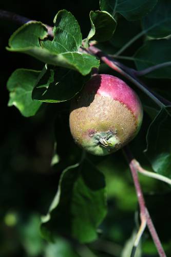 A frost damaged apple grows at Wellwood Orchard in Springfield, Vt., Wednesday, July 5, 2023. Linda Friedman, co-owner and manager, said that any apples that fully develop on their trees will likely be used for cider, but there is not enough of a crop for pick-your-own sales. (Valley News - James M. Patterson) Copyright Valley News. May not be reprinted or used online without permission. Send requests to permission@vnews.com.