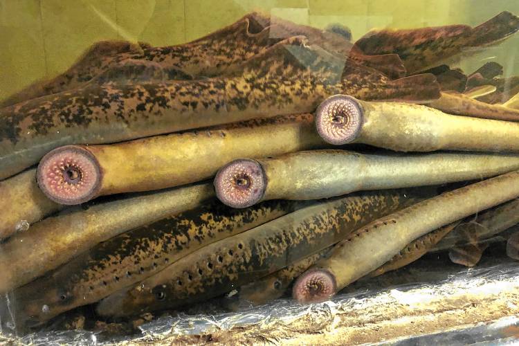 Sea lamprey are native to the Connecticut River basin and play a vital role in the ecosystem. (Vermont Fish and Wildlife Department photograph)